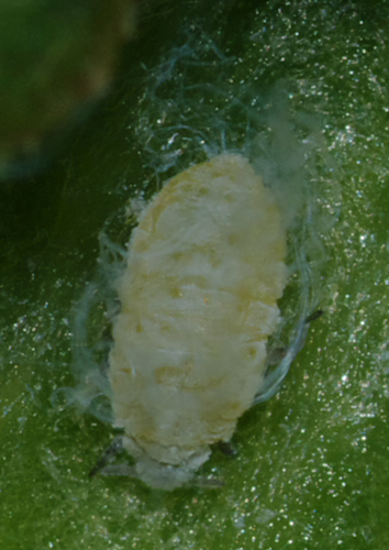 Omottero in una galla - Aphididae Eriosomatinae